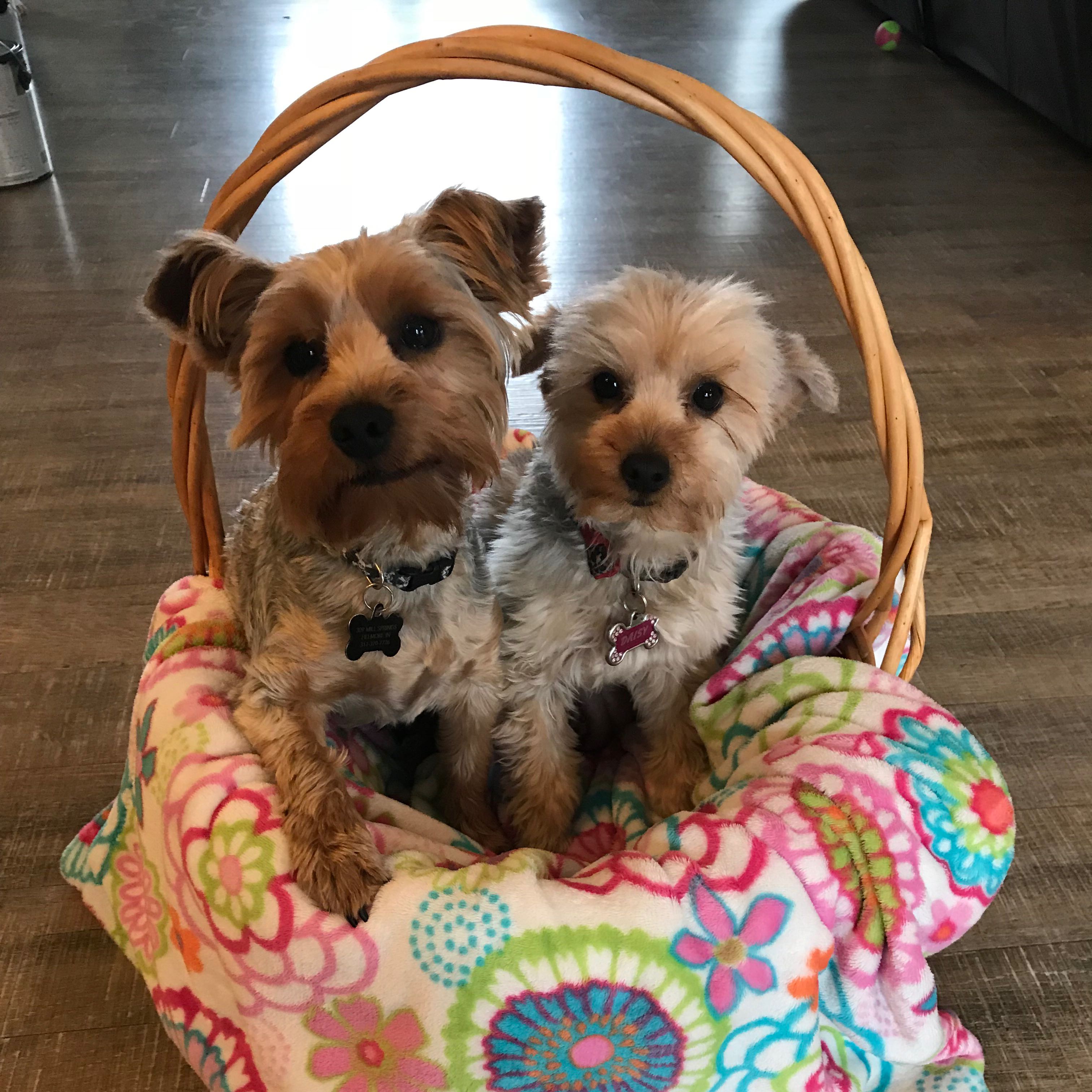 Online booking Curbside Clips Mobile Grooming